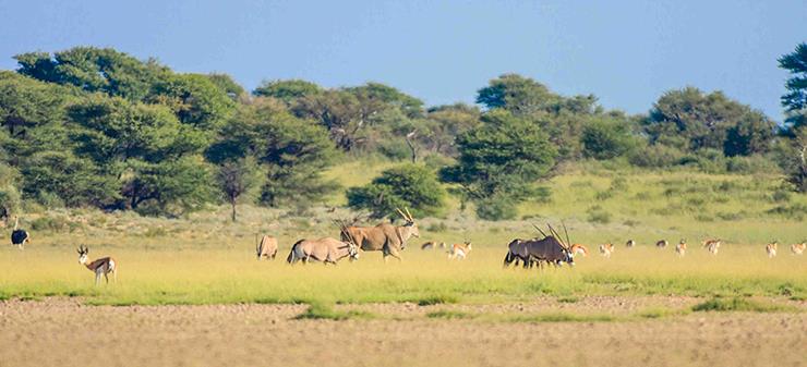 Gemsbok and Eland