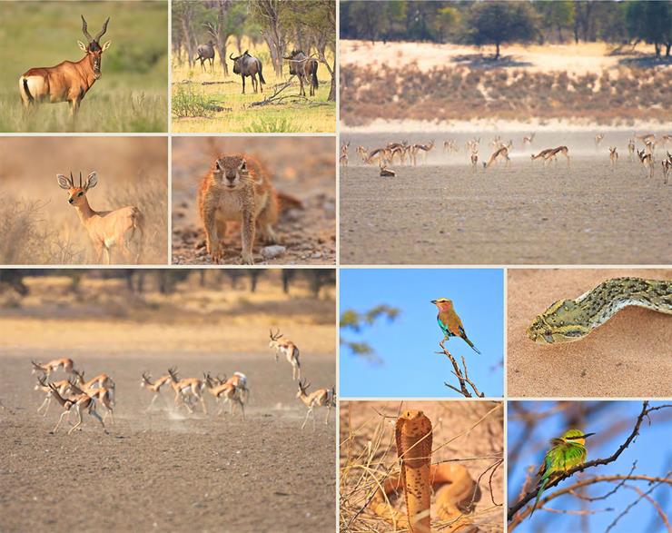 Kalahari animals