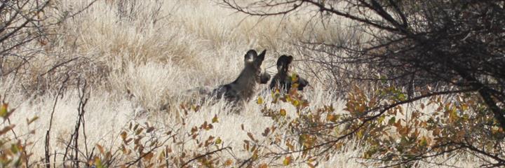 wildhunden-botswana