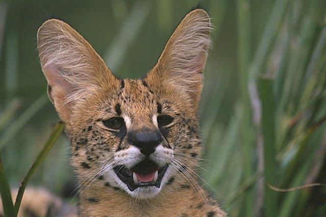 Serval Cat