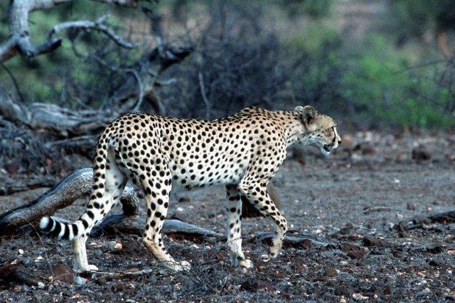 Cheetah-Leopard