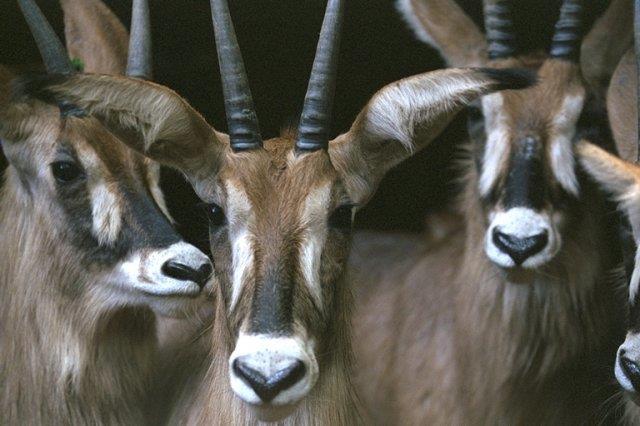 Roan Antelopes