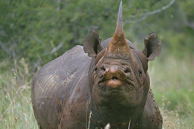 Black Rhino