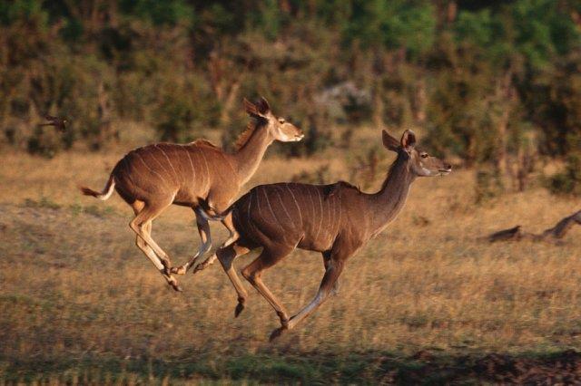 Kudus-Afrika