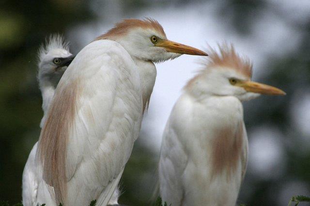 Young Egrets