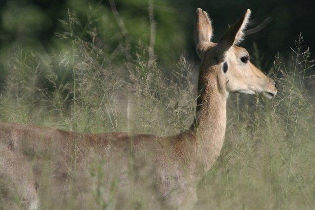 Mountain Reedbuck