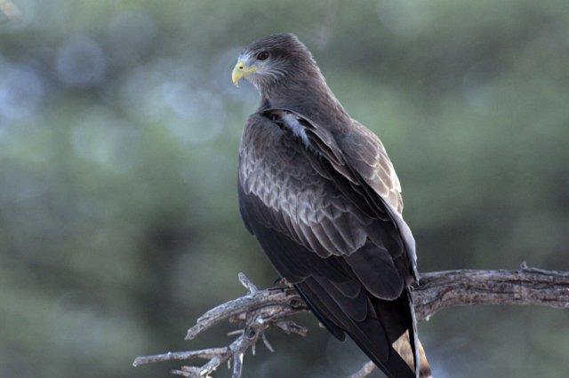 Yelowbilled Kite