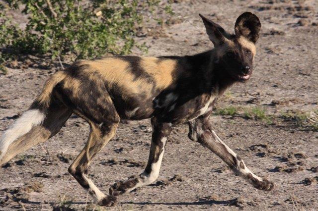 Wild Dog