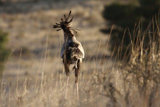 Secretary Bird
