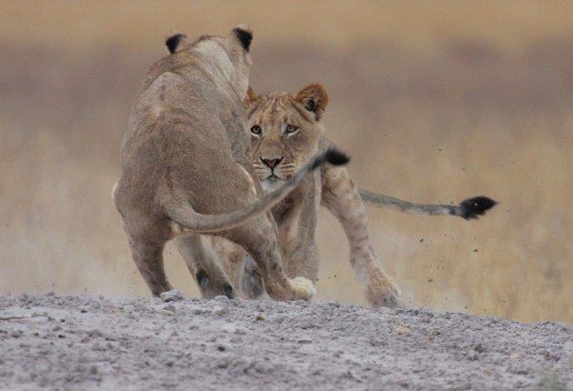 Lions in the CKGR