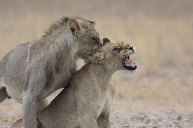 Lions in the CKGR