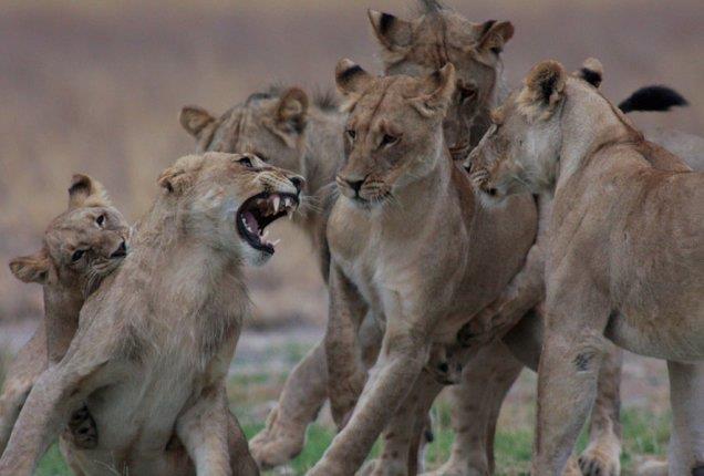 Lions in the CKGR
