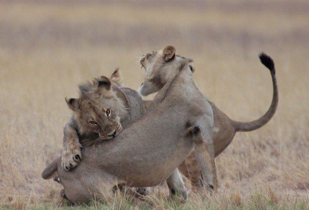 Lions in the CKGR