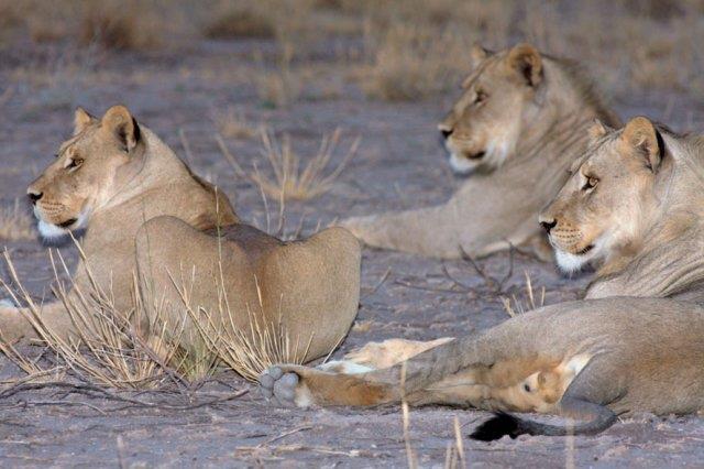 Lions in the CKGR