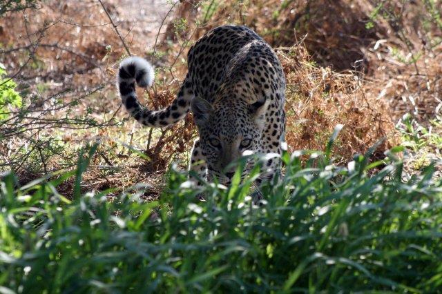 Leopard-Afrika
