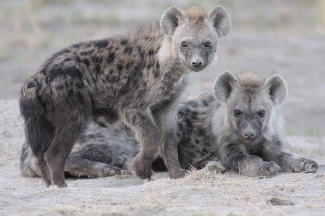 Young Spotted Hyenas