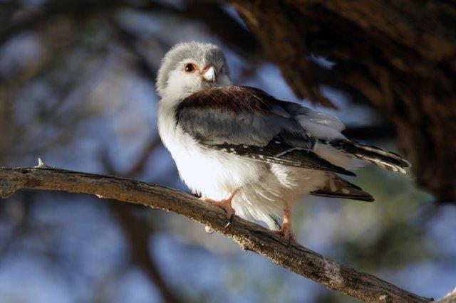 Pigmy Falcon