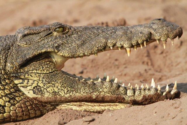 Crocodile