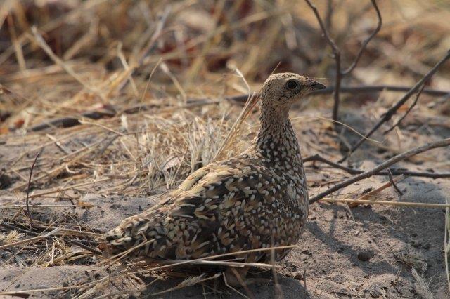 Burchell's Sandgrouse