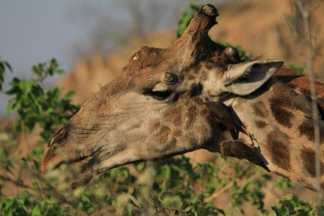 Giraffe-Afrika