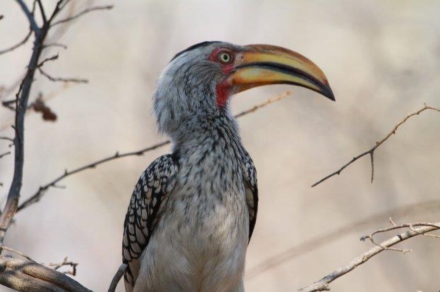 Yellowbilled Hornbill