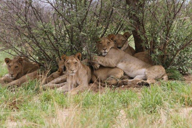 Lions looking for shade