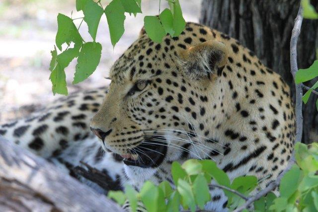 Leopard-Afrika