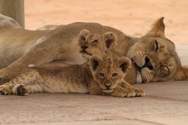 Young lions with their mother