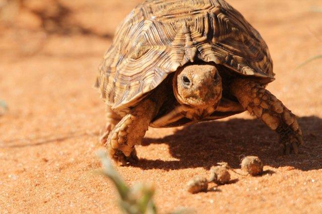 Leopard Tortoise