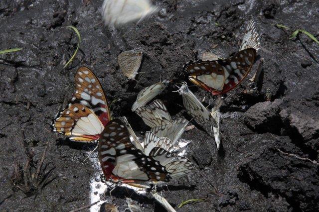 Butterflies