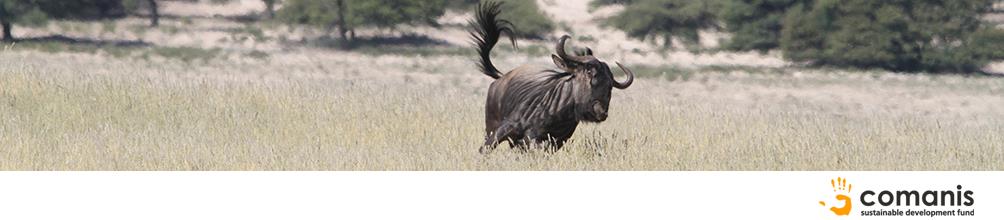 Comanis-Gepard