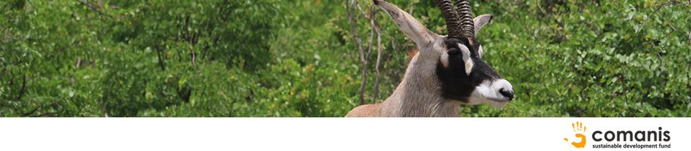 Roan Research Project