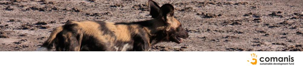 Die Kgalagadi Gepard Studie