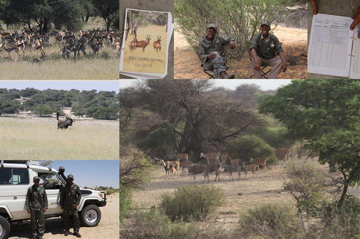 Spurenzählung in der Kalahari Oktober 2015